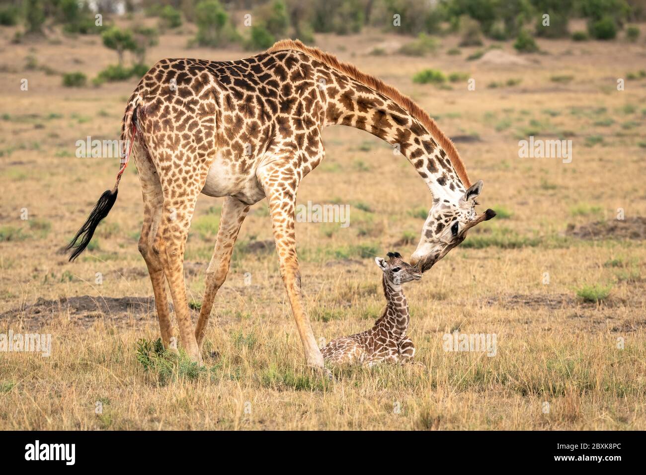 Eine Mutter Giraffe beugt sich, um ihr neugeborenes Kalb zu versorgen. Aufnahme im Maasai Mara National Reserve, Kenia. Stockfoto