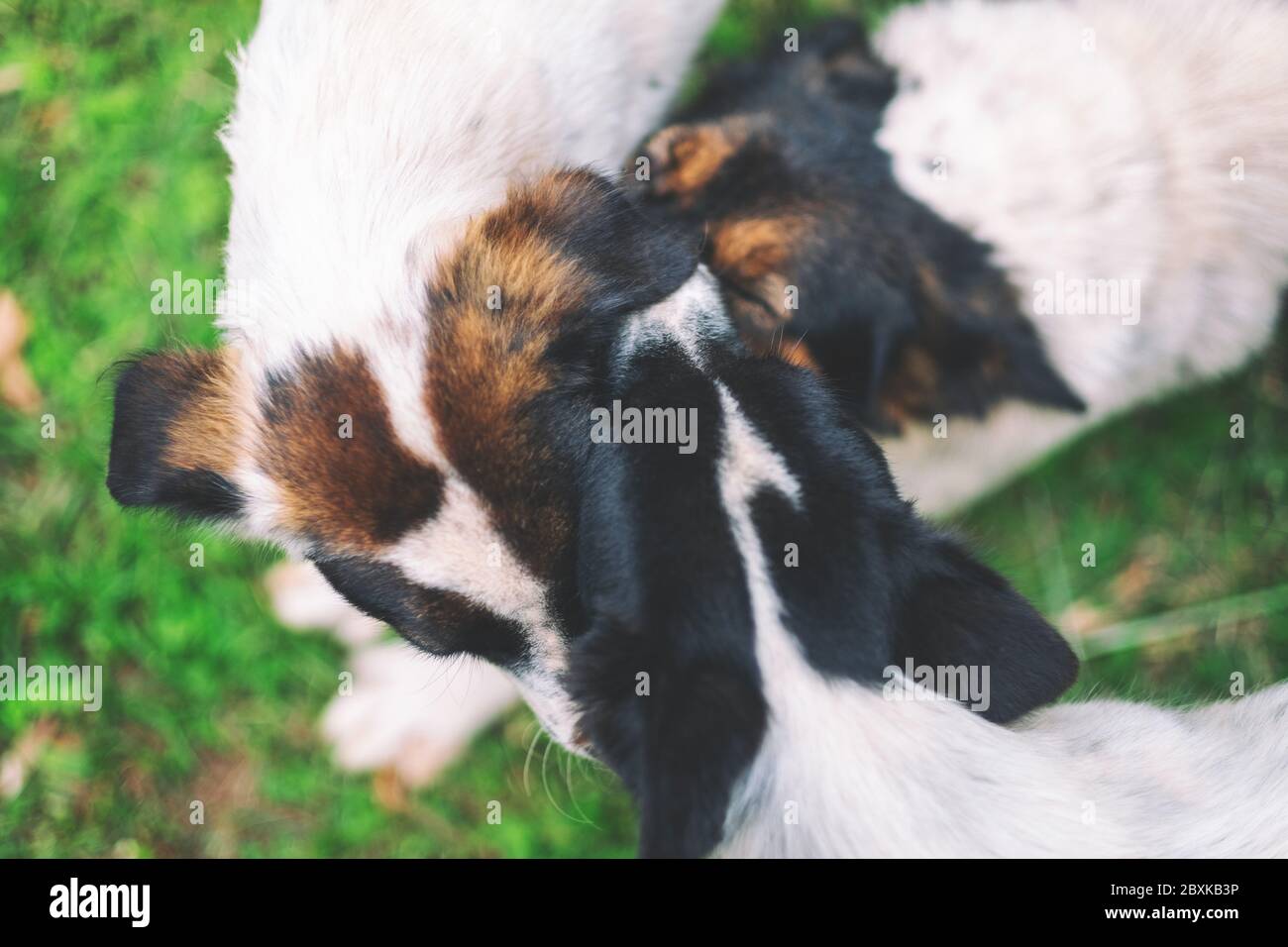 Drei Hunde spielen zusammen mit grünem Gras Hintergrund Stockfoto