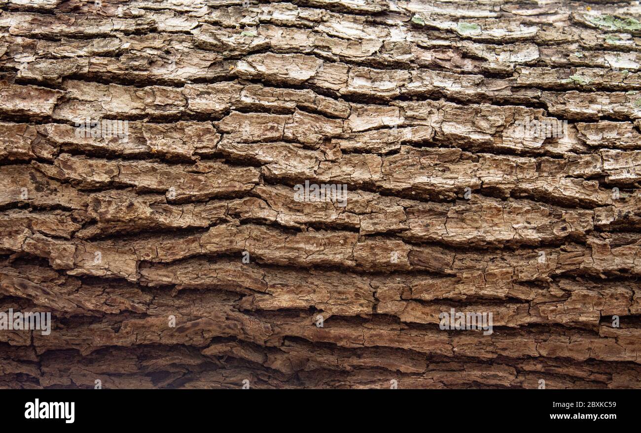 Baum Holz Rinde Holz Nahaufnahme ideal als natürliche Umgebung Hintergrund Stockfoto