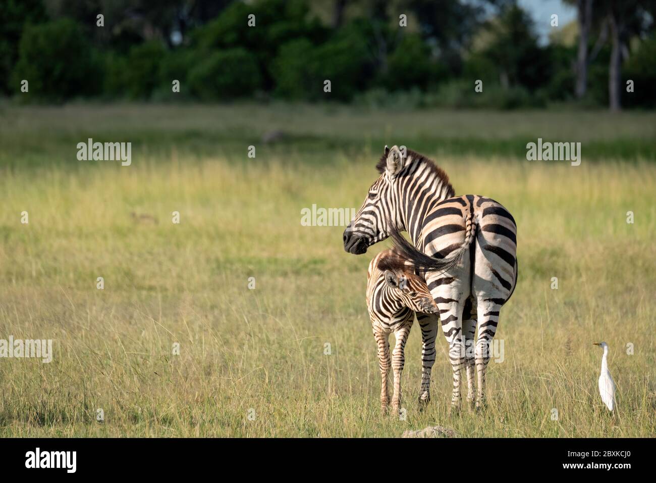 Mutter Zebra und Stillfohlen. Aufnahme aus dem Okavango Delta, Botswana. Stockfoto