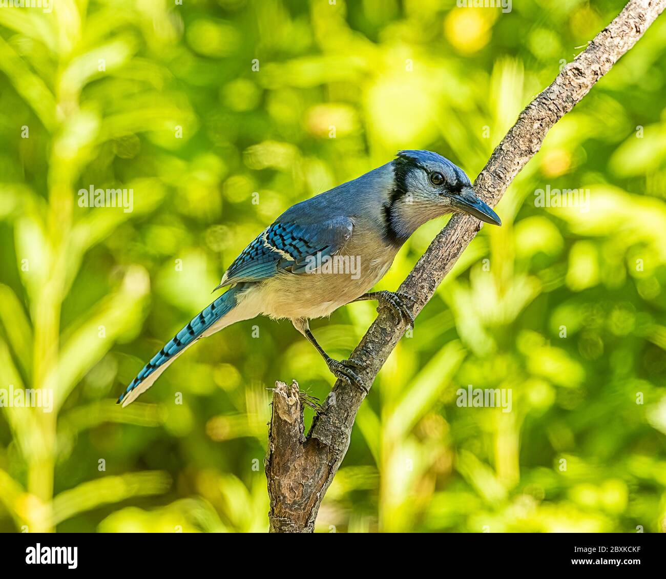 Ein schöner blauer jay, der auf einem Baumrand thront. Stockfoto