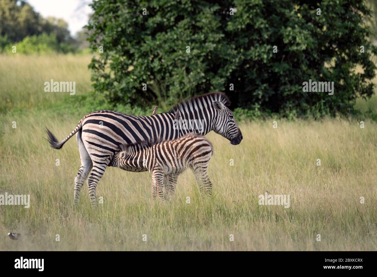 Mutter Zebra und Stillfohlen. Aufnahme aus dem Okavango Delta, Botswana. Stockfoto
