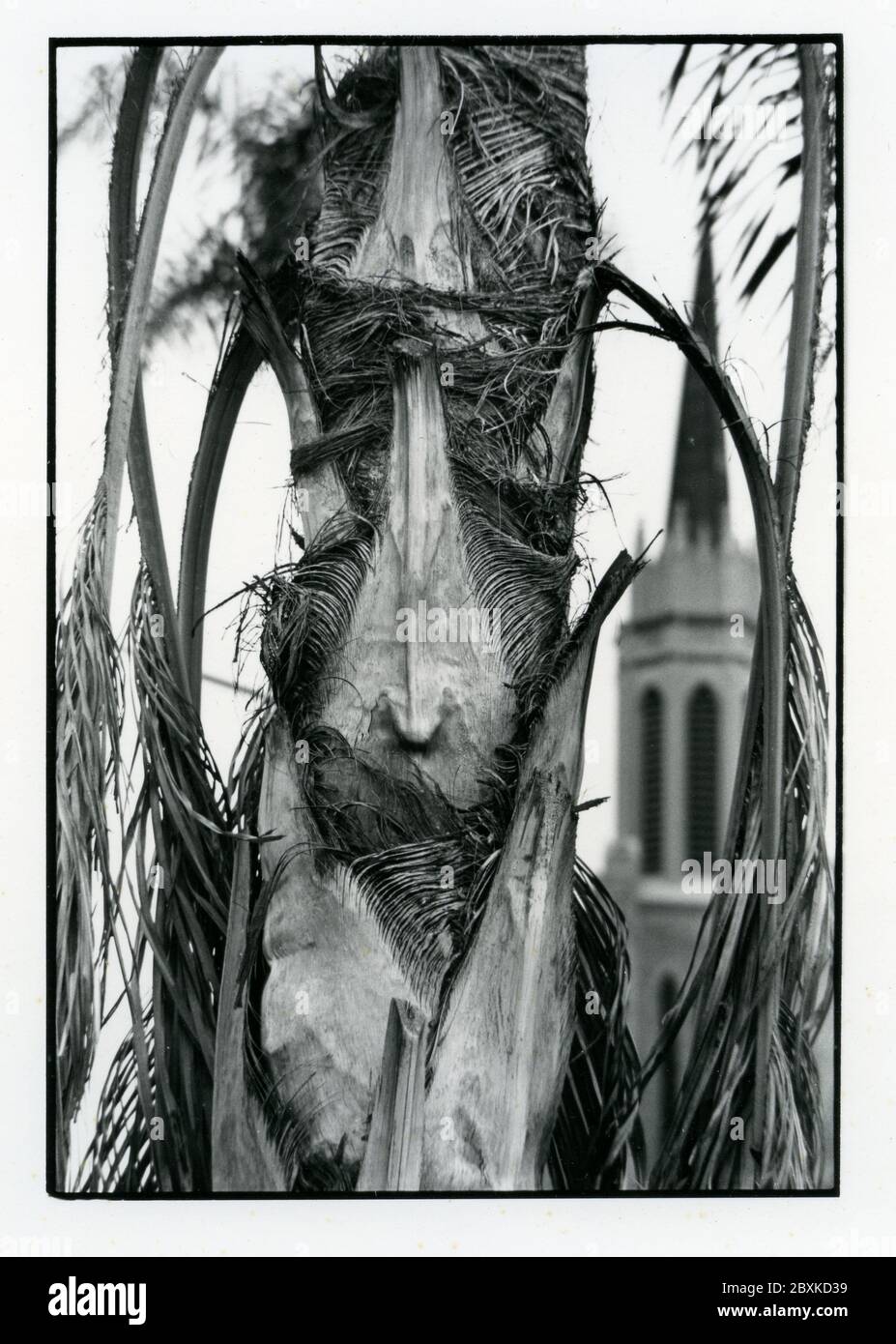 Eine Palme mit faltbaren Wedeln scheint mehrere Gesichter zu haben, einige menschliche und einige mehr weltliche auf einer Straße mit einem Kirchturm im Hintergrund. Stockfoto
