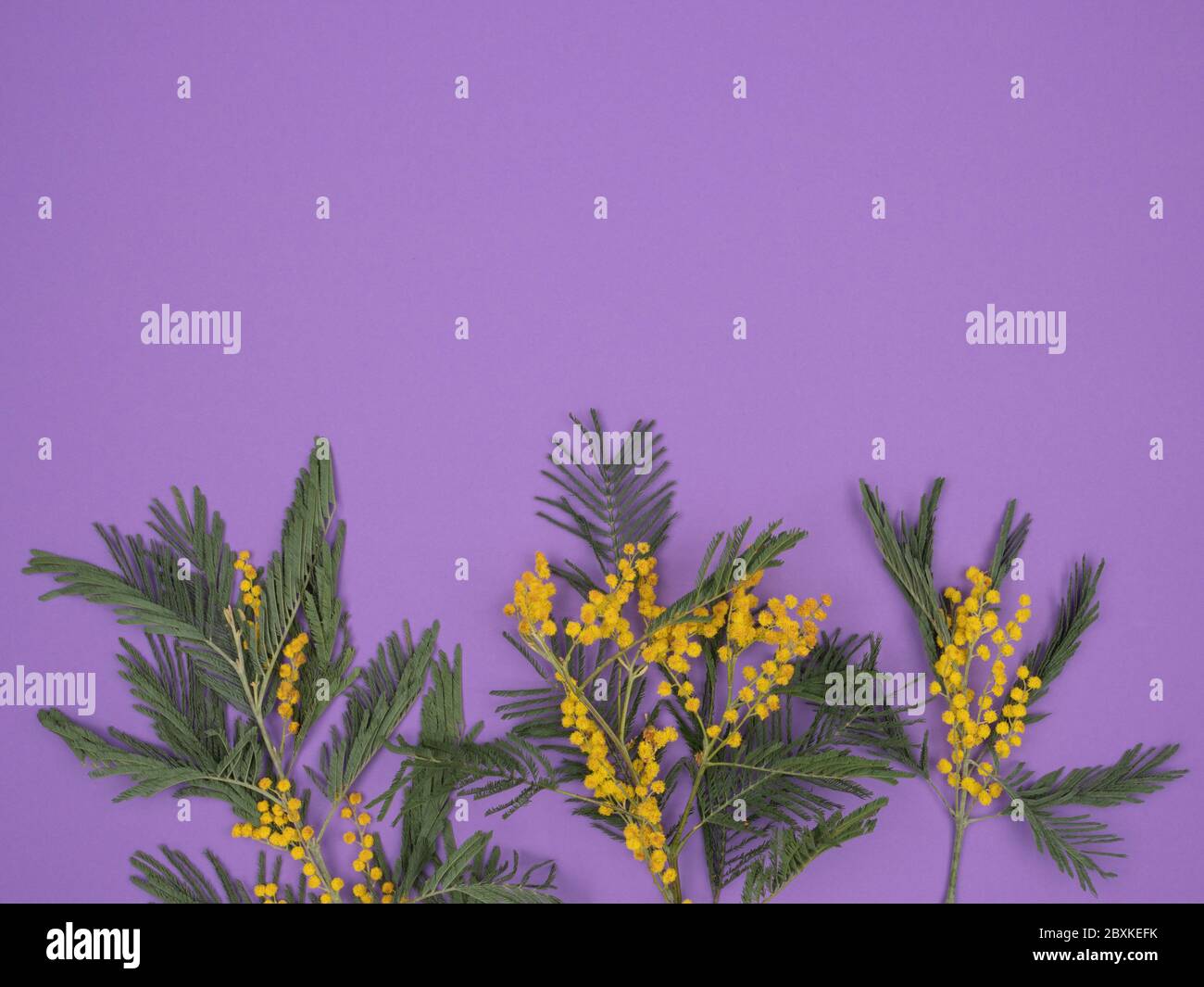Akaziensilber auf violettem Hintergrund. Akazie dealbata. Mimosa. Stockfoto