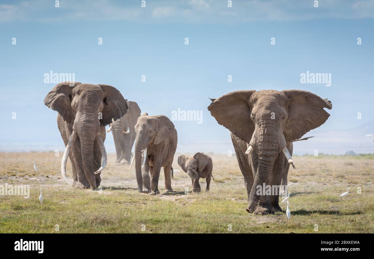 Eine Gruppe von 5 Elefanten, Erwachsene und Baby, die zusammen an einem sonnigen blauen Himmel Tag mit nahe gelegenen Rind-Iglets im Amboseli Nationalpark in Kenia spazieren Stockfoto