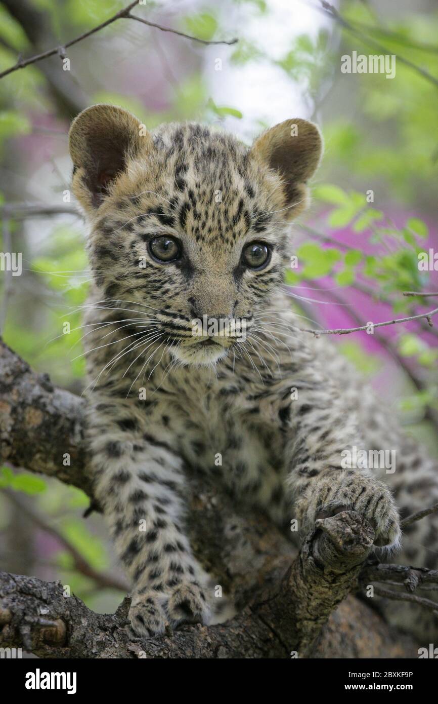 Sehr kleiner Baby Leopard mit schönen Augen auf einem Baum Ast ruht interessiert in Kruger Park Südafrika suchen Stockfoto