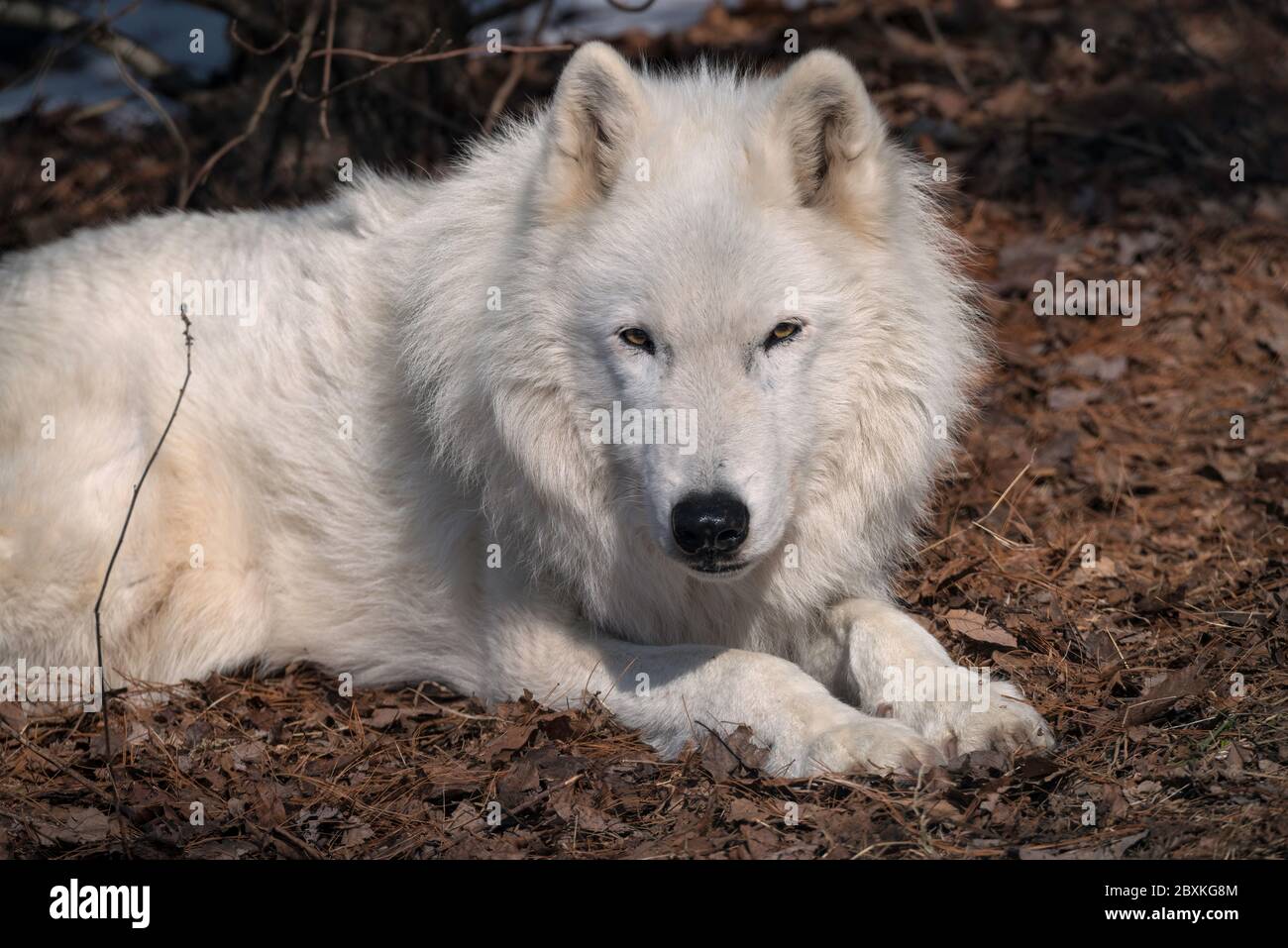 Schläfriger weißer Wolf, der auf einem Bett aus herniederfallenden Blättern ruht Stockfoto