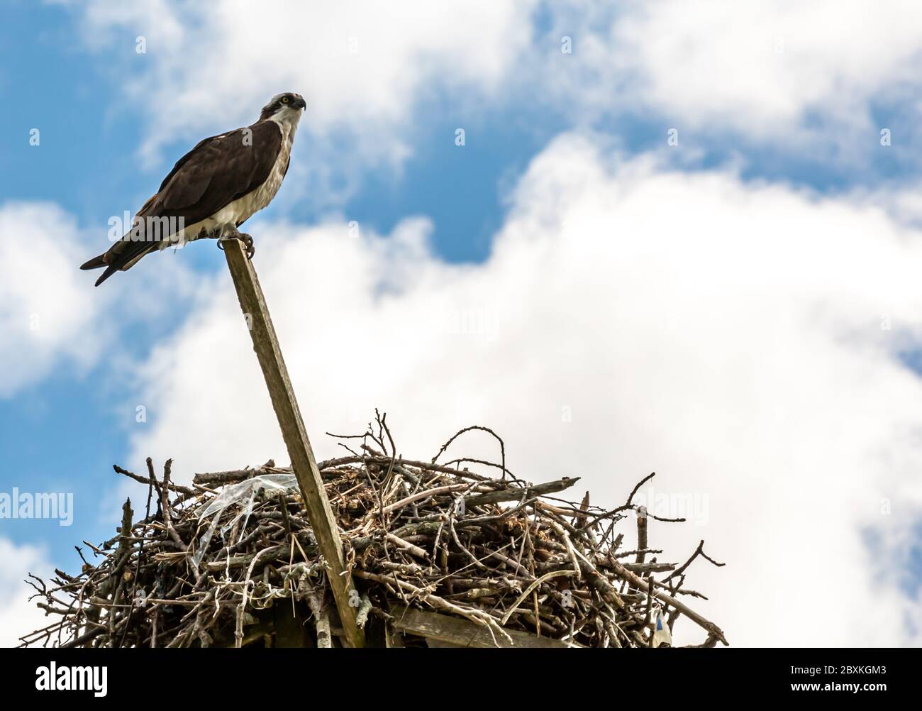 Ein Fischadler thront über einem Nest in Shelter Island, NY Stockfoto