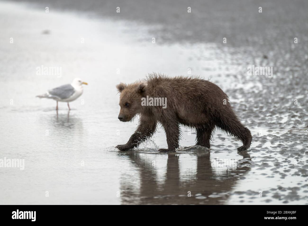 Grizzly Bear Cub zu Fuß ins Wasser auf einem Strand mit einer Möwe im Hintergrund, Lake Clark, Alaska, USA Stockfoto