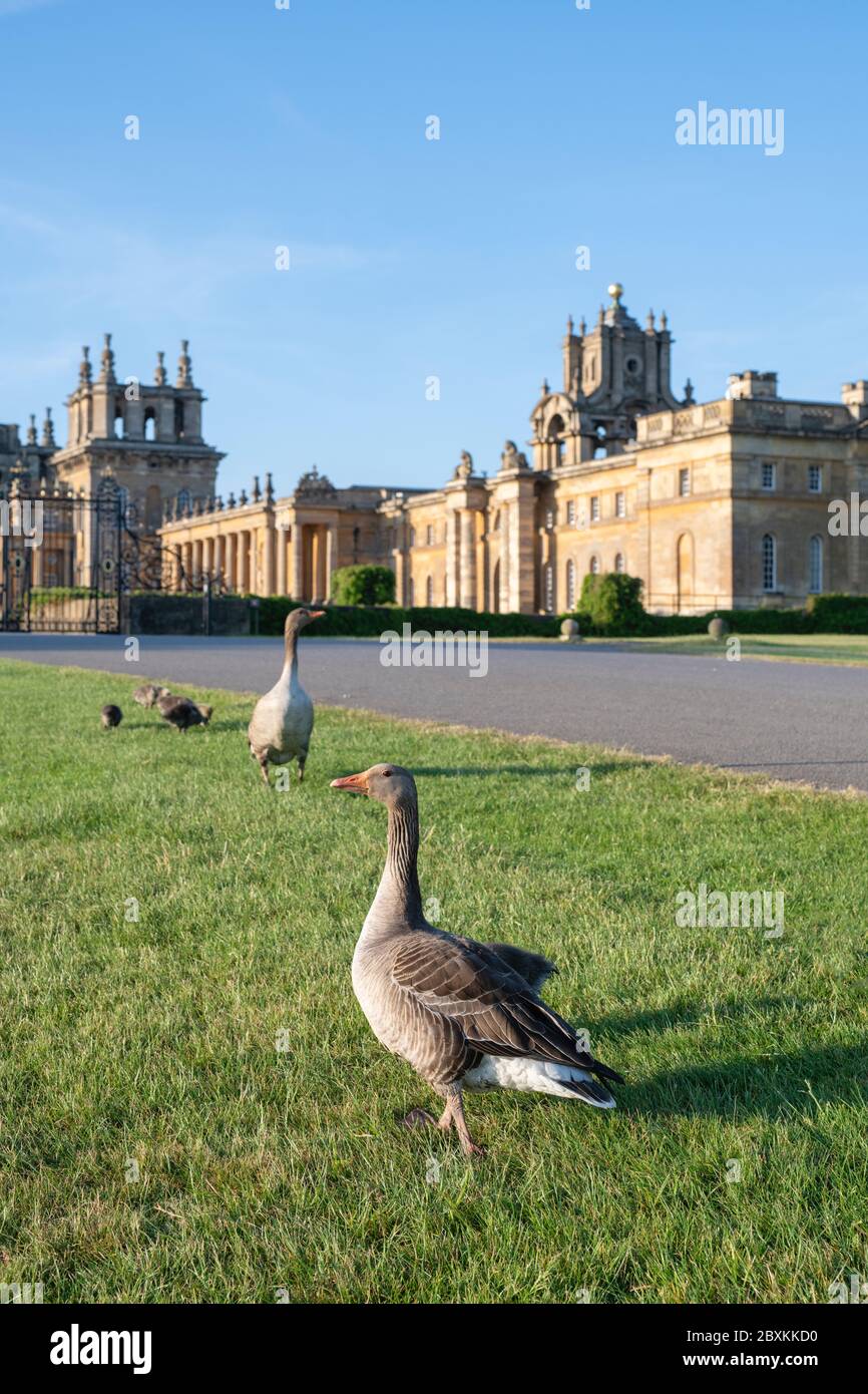 Anser anser. Graugänse vor dem Blenheim Palace im frühmorgendlichen Frühlingslicht. Woodstock, Oxfordshire, England Stockfoto