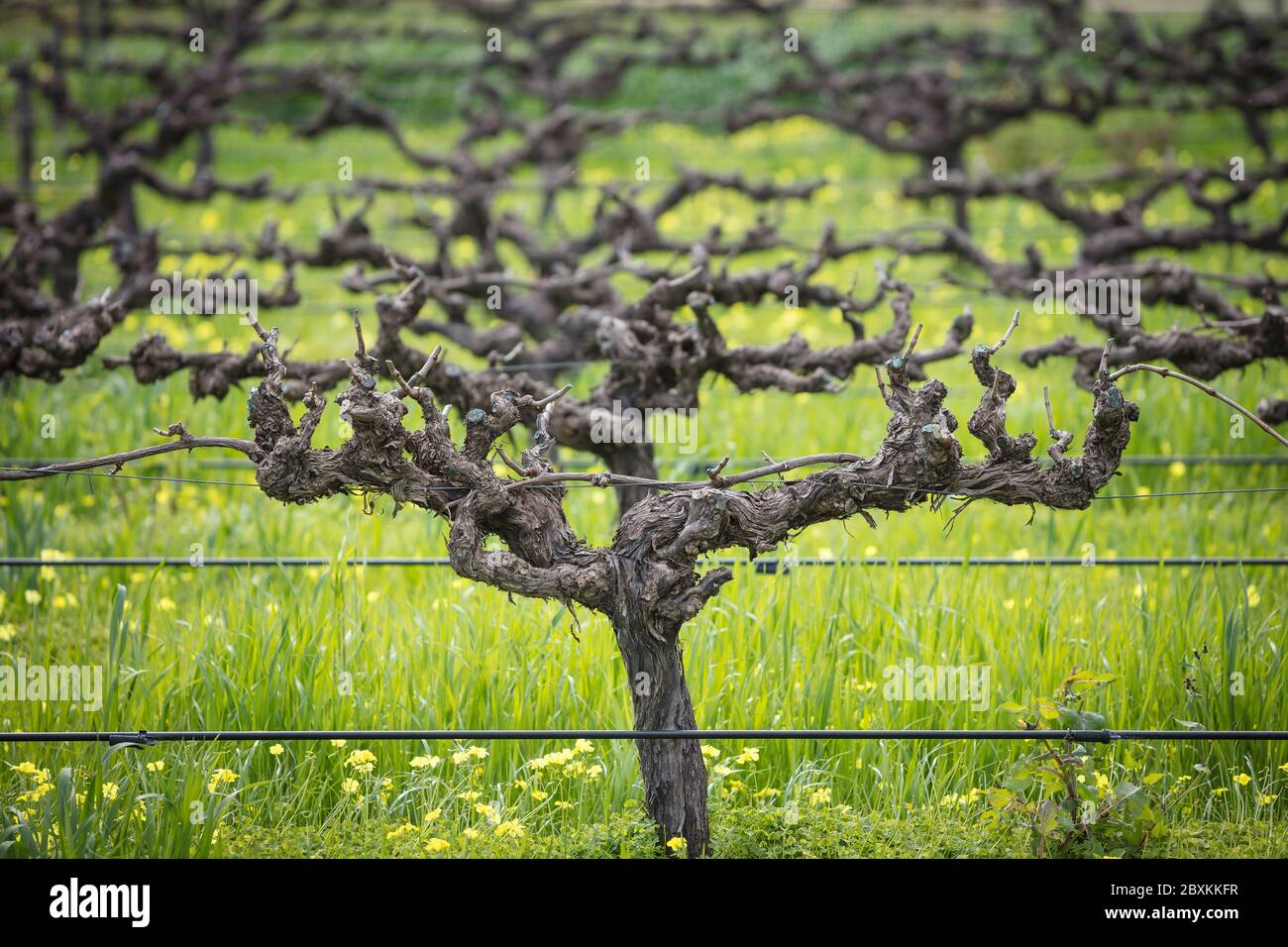 Eine stark beschnitzte Rebsorte im Barossa Valley, Südaustralien, Heimat der ältesten, kontinuierlich produzierenden Rebstöcke der Welt Stockfoto