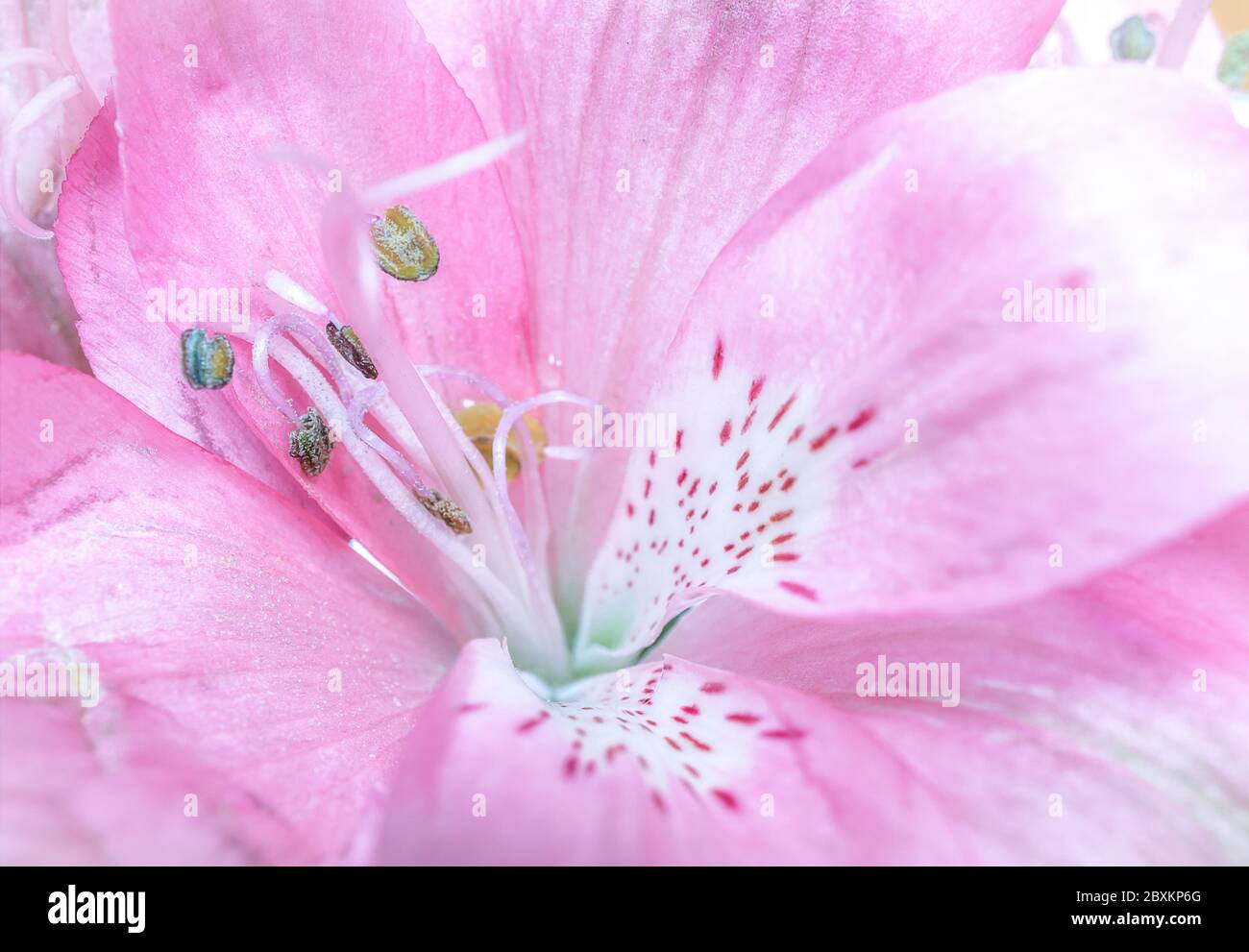 Nahaufnahme von rosa peruanischen Blume Lilie Stockfoto