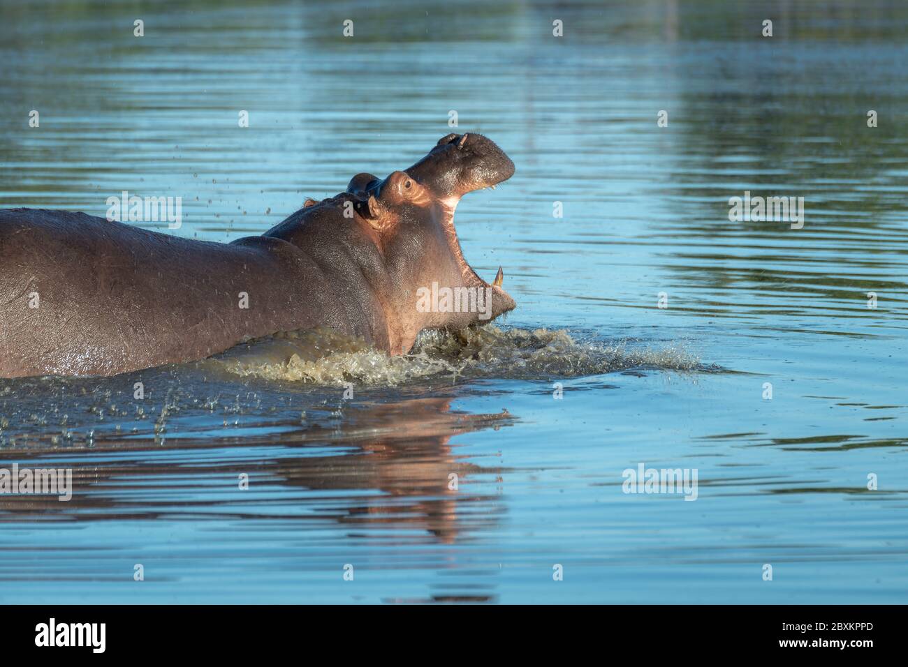 Nilpferde planschen in einem Teich mit seinen Mund offen zeigen seine Zähne Stockfoto