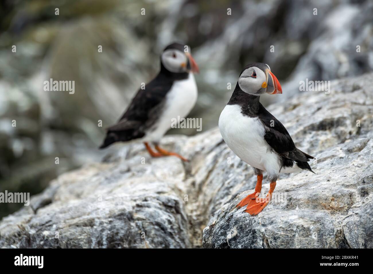 Papageientaucher steht auf einem Felsen. Auf Heften Insel genommen, in der Farne Islands, Großbritannien Stockfoto