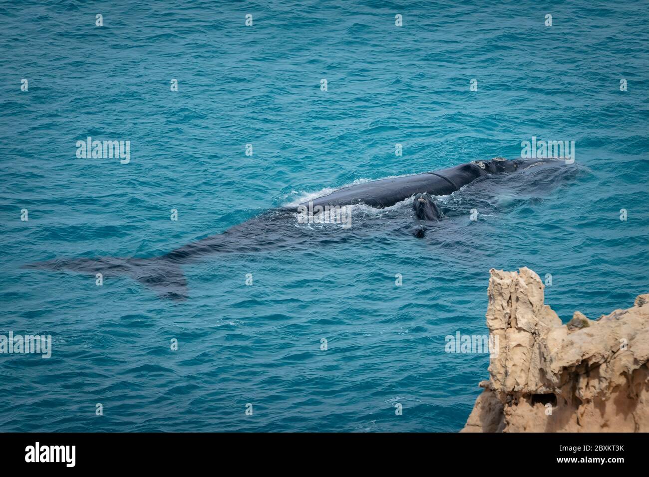 Südlicher rechter Walmutter und Kalb in den warmen Gewässern der Great Australian Bight, Australien Stockfoto