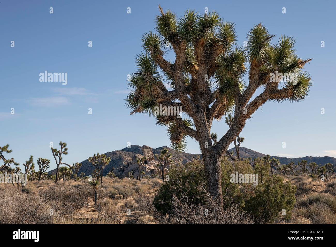 Joshua Bäume in Joshua Tree National Park, Twentynine Palms, Kalifornien Stockfoto