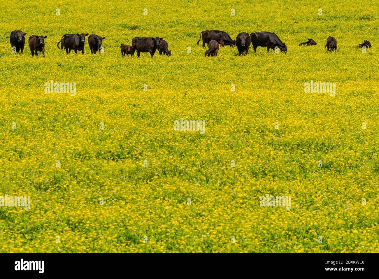 Schwarze Kühe grasen in einem Feld von gelben Blumen in Nordost-Georgien. (USA) Stockfoto