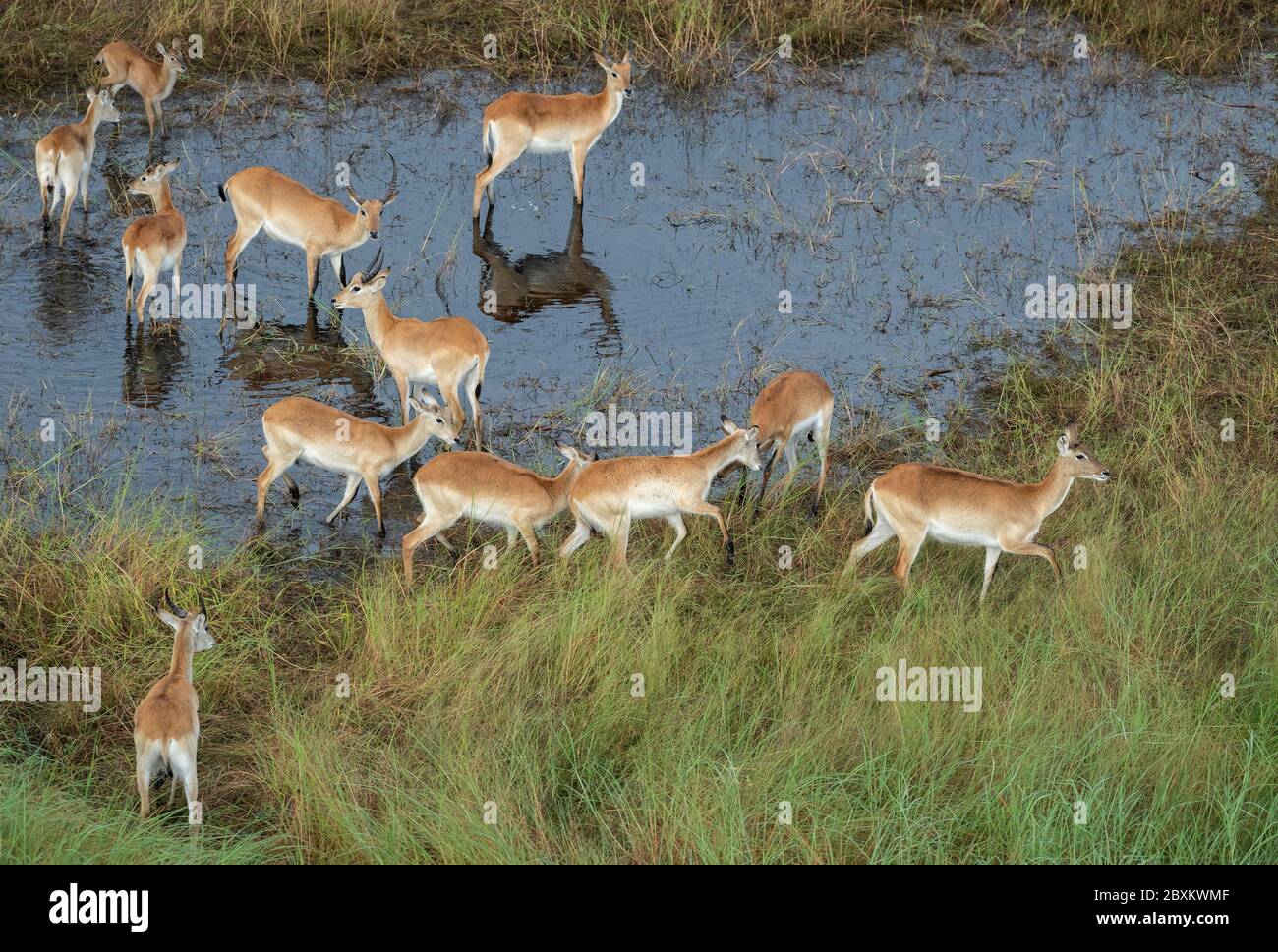 Luftaufnahme eines Impalas, das in einem Wasserloch auf der Savanne des Okavango-Deltas in Botswana steht Stockfoto