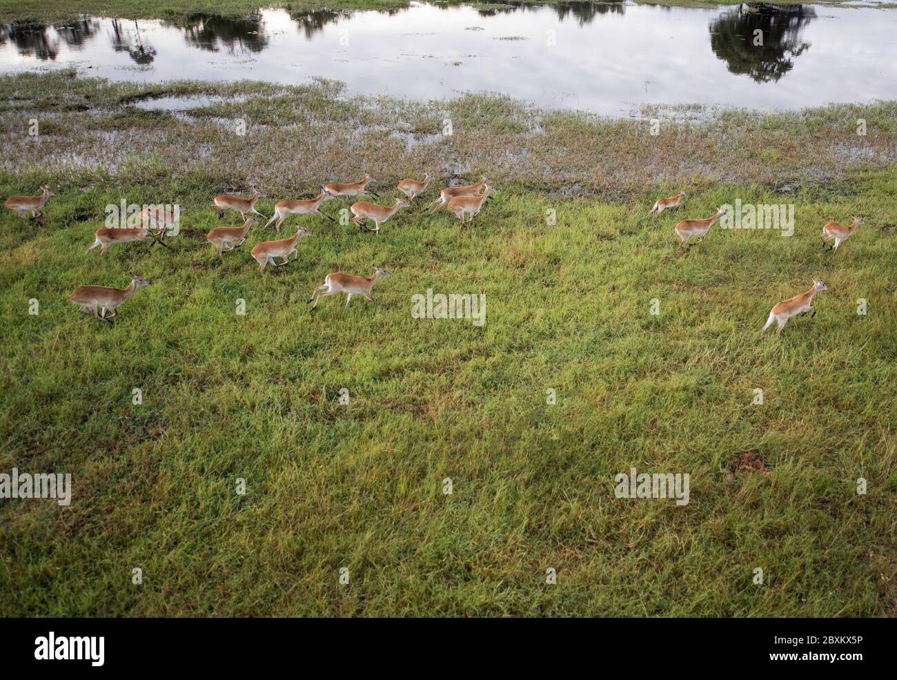 Luftaufnahme eines Impalas, das durch das Wasser auf der Savanne des Okavango-Deltas in Botswana läuft Stockfoto