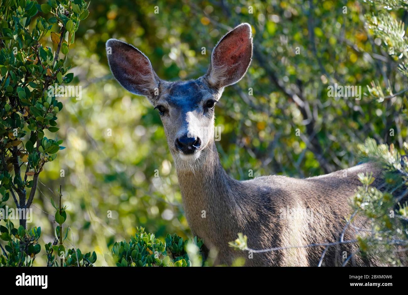 Nahaufnahme eines Mule Deer Doe in einer Waldumgebung, Blick auf die Kamera. Stockfoto