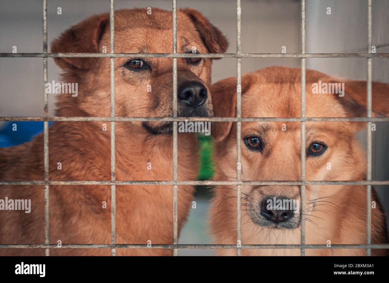 Unerwünschte und obdachlose Hunde im Tierheim. Asyl für Hund. Streunende Hunde hinter dem Zaun. Arme und hungrige Straßenhunde und städtische Freihunde. Stockfoto