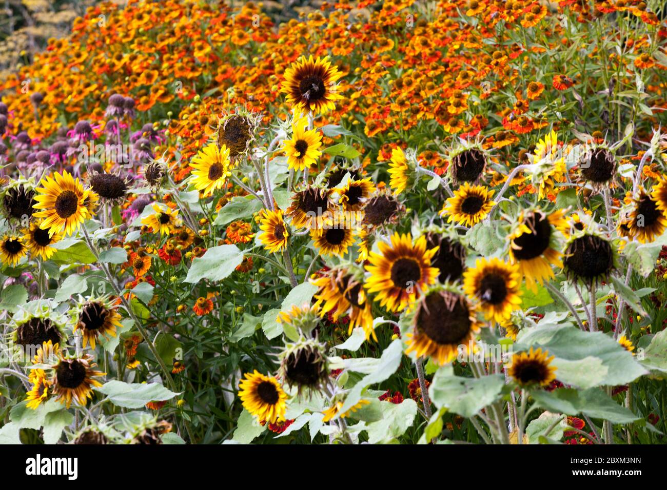 Sonnenblumen Garten bunte Gruppe von Blumen Sommerpflanzen Sneezeweds Sonnenblume gemischt krautige Grenze Blumen Garten driftet Pflanzen buntes Cottage Stockfoto