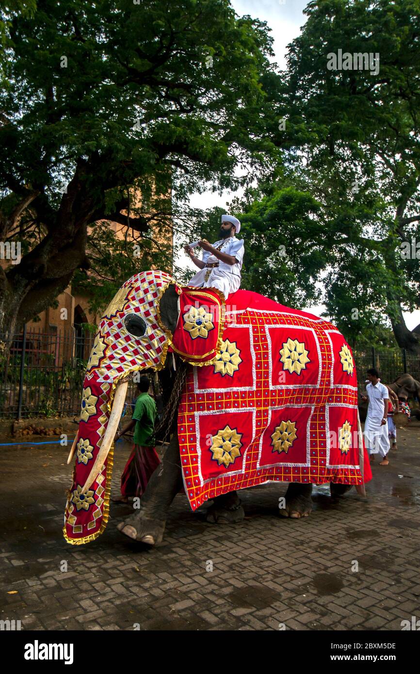 Auf seinem Stoßtänzerelefanten trägt der Front Runner eine Schatulle mit den religiösen Aktivitäten der Esala Perahera in Kandy in Sri Lanka. Stockfoto