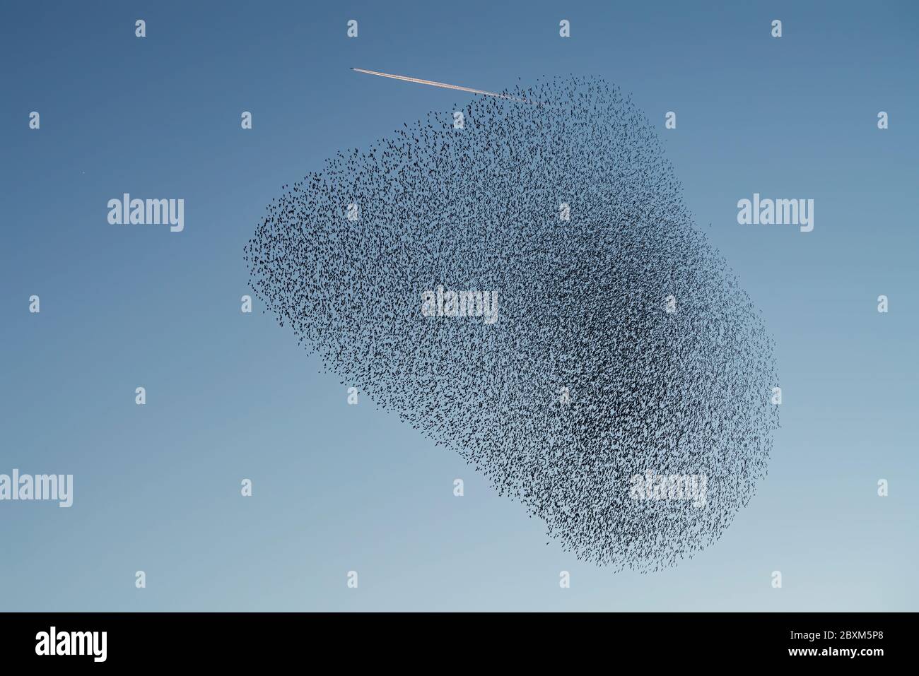 Melden Sie eine nicht autorisierte Verwendung, bevor Sie… starten Überprüfen Sie, dass es nicht eine Lizenz an Ort und Stelle bereits durch einen Blick auf Ihre Verkaufshistorie in My Alamy. Nicht Vergessen Stockfoto