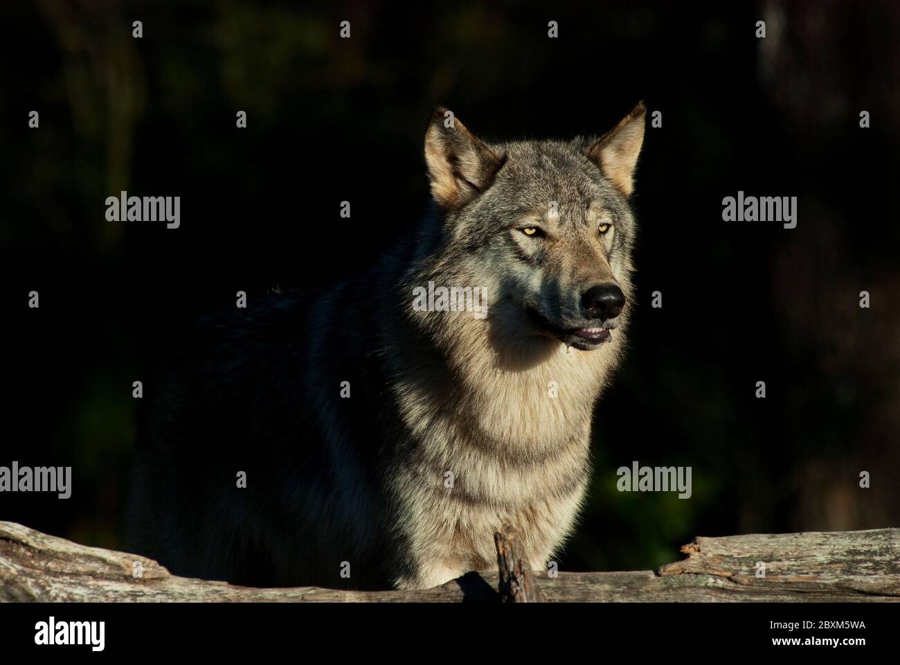 Nahaufnahme eines Holzwolfs (auch als Grauer oder Grauer Wolf bekannt), der vor dunklem Hintergrund in der Sonne steht Stockfoto