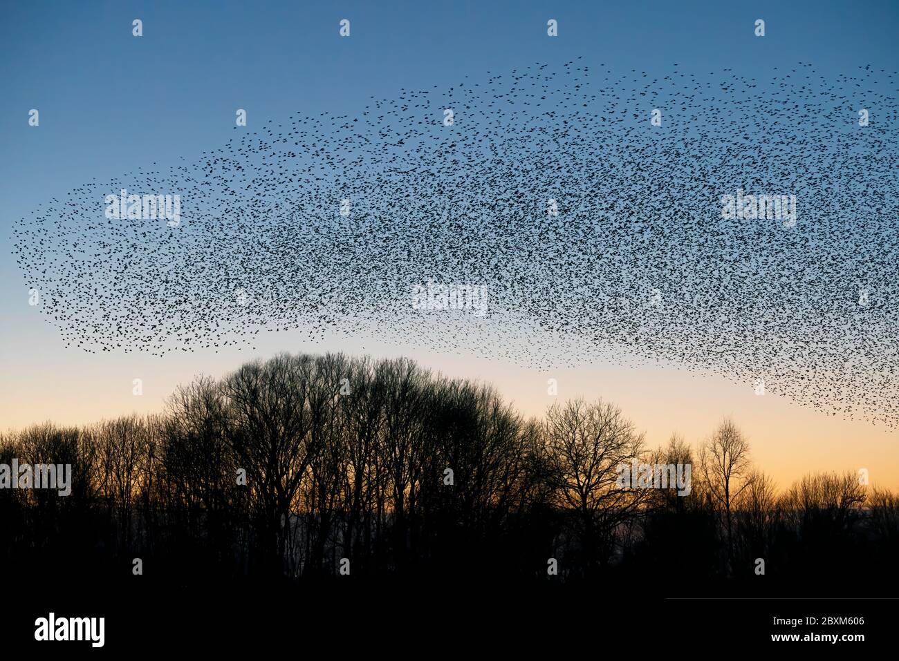 Melden Sie eine nicht autorisierte Verwendung, bevor Sie… starten Überprüfen Sie, dass es nicht eine Lizenz an Ort und Stelle bereits durch einen Blick auf Ihre Verkaufshistorie in My Alamy. Nicht Vergessen Stockfoto