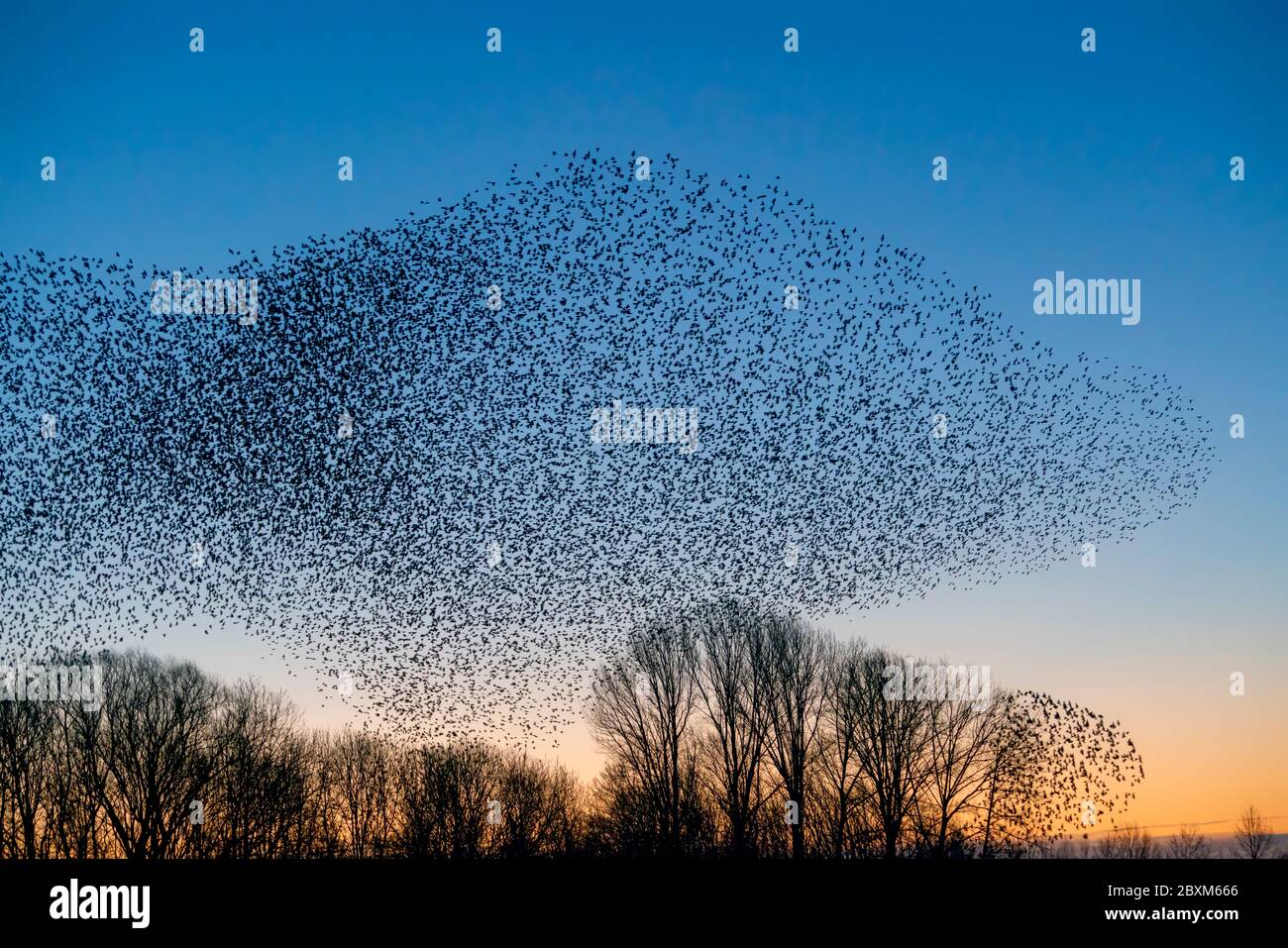 Melden Sie eine nicht autorisierte Verwendung, bevor Sie… starten Überprüfen Sie, dass es nicht eine Lizenz an Ort und Stelle bereits durch einen Blick auf Ihre Verkaufshistorie in My Alamy. Nicht Vergessen Stockfoto