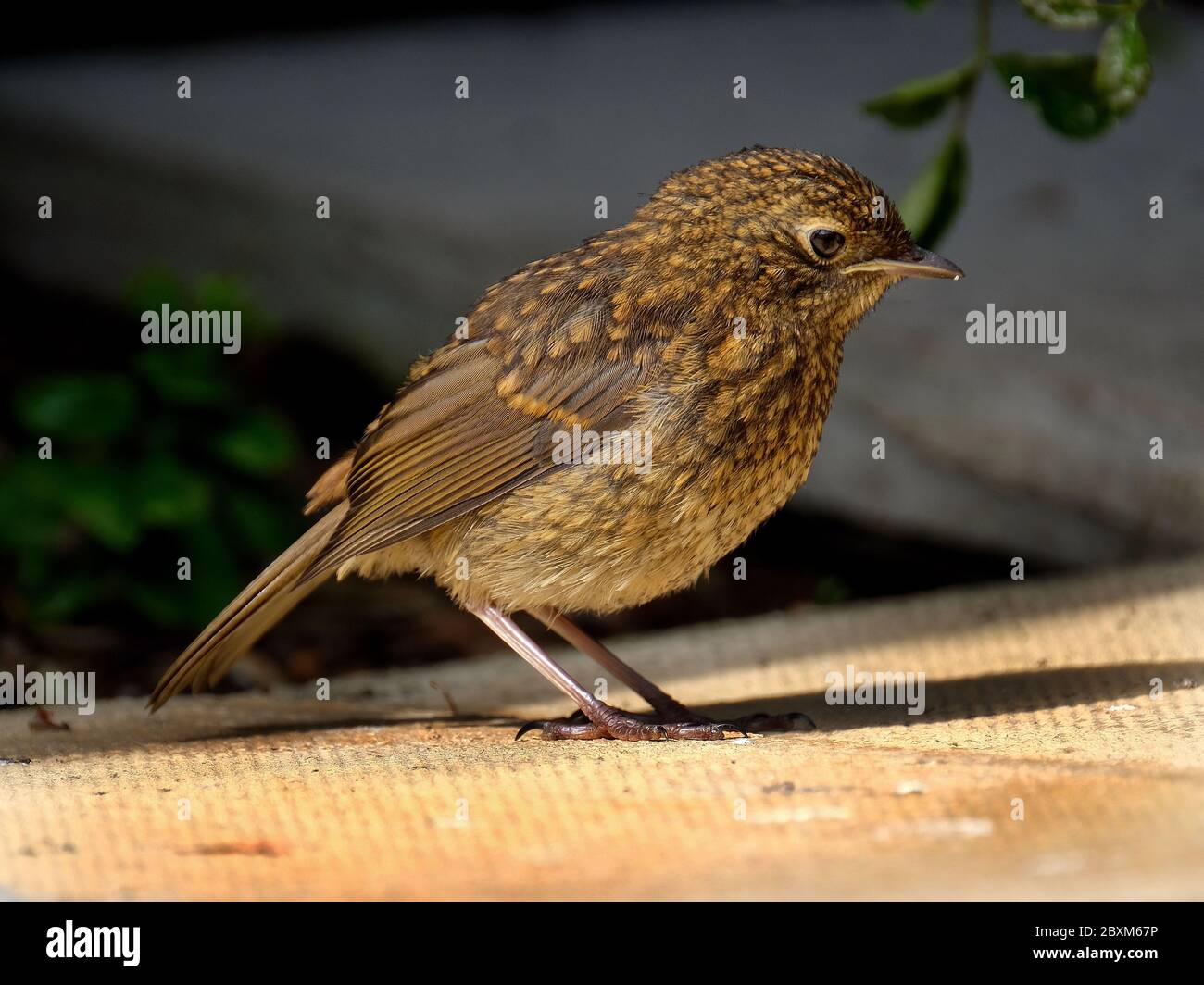 Junge Robin im städtischen Hausgarten warten auf gefüttert werden. Stockfoto