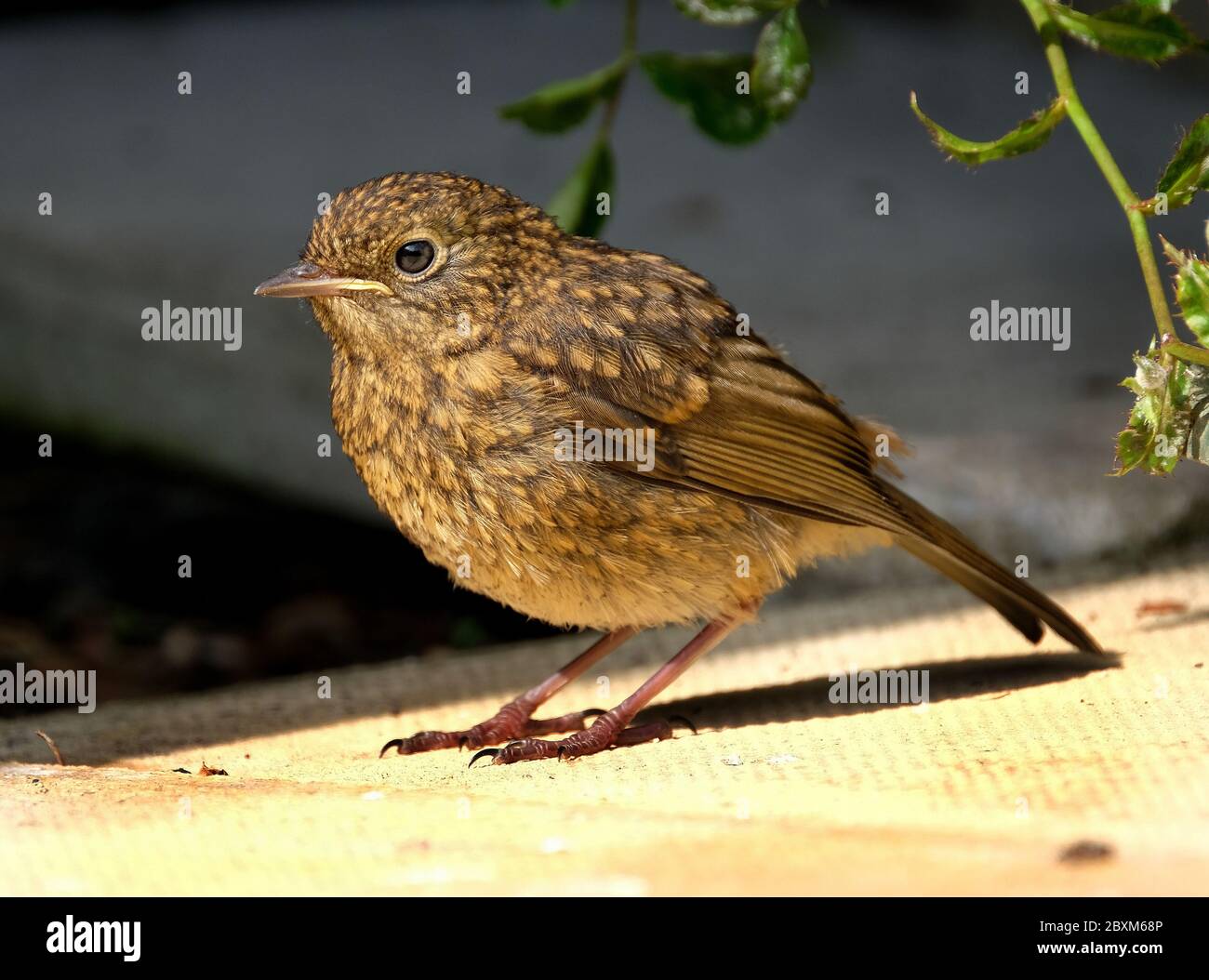 Junge Robin im städtischen Hausgarten warten auf gefüttert werden. Stockfoto