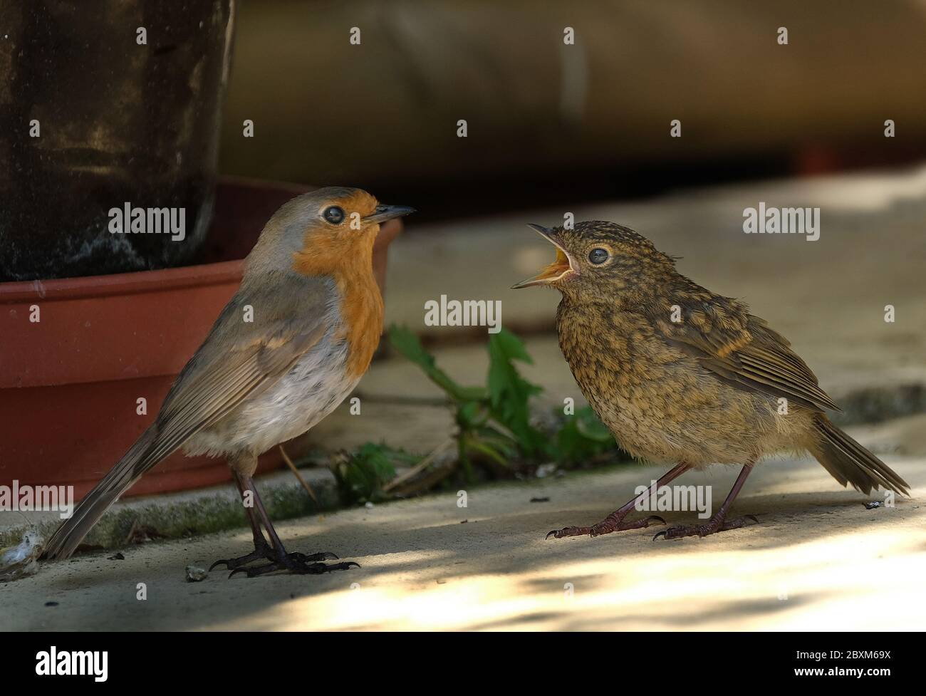 Junge Robin im städtischen Hausgarten warten auf gefüttert werden. Stockfoto