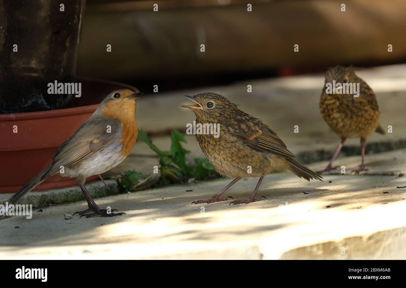 Junge Robin im städtischen Hausgarten warten auf gefüttert werden. Stockfoto