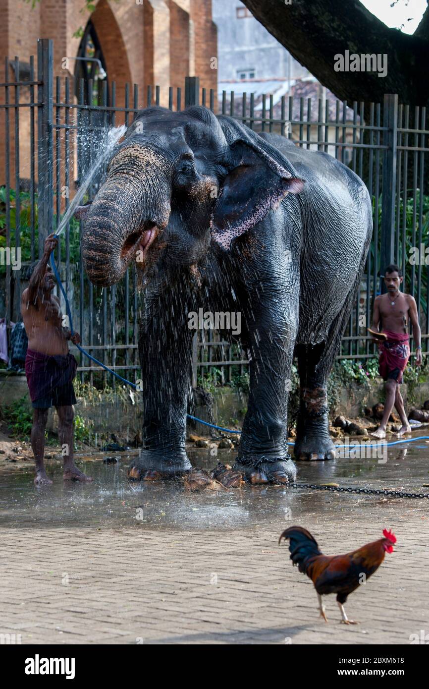 Ein zeremonieller Elefant wird von einem Mahout im Tempel des Heiligen Zahnrelikus vor dem Esala Perahera in Kandy in Sri Lanka gereinigt. Stockfoto