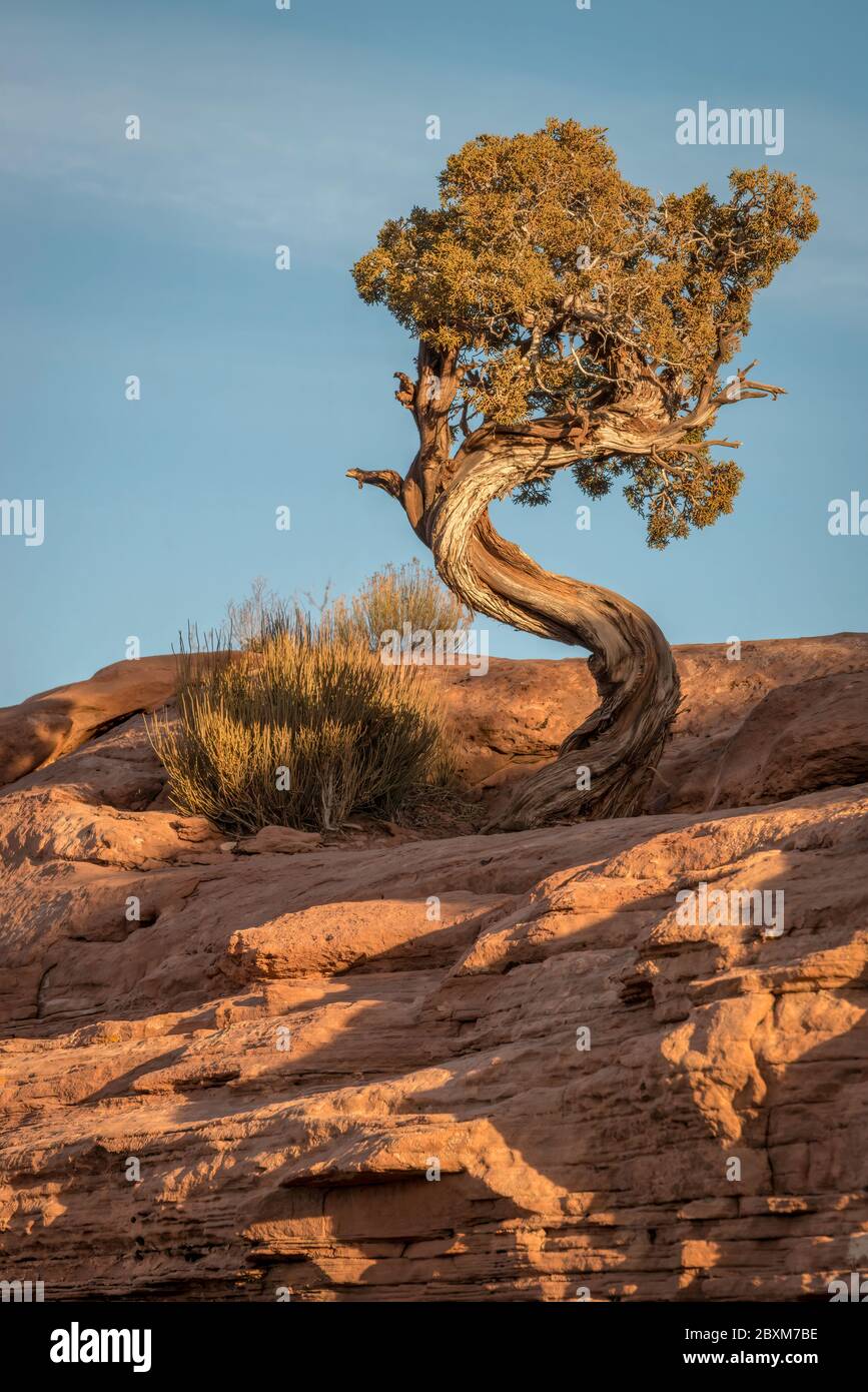 Pinyon Pine mit seinem Stamm verdreht in der Form eines S, wächst auf einer großen Felsformation im Canyonlands National Park, Moab, Utah. Stockfoto