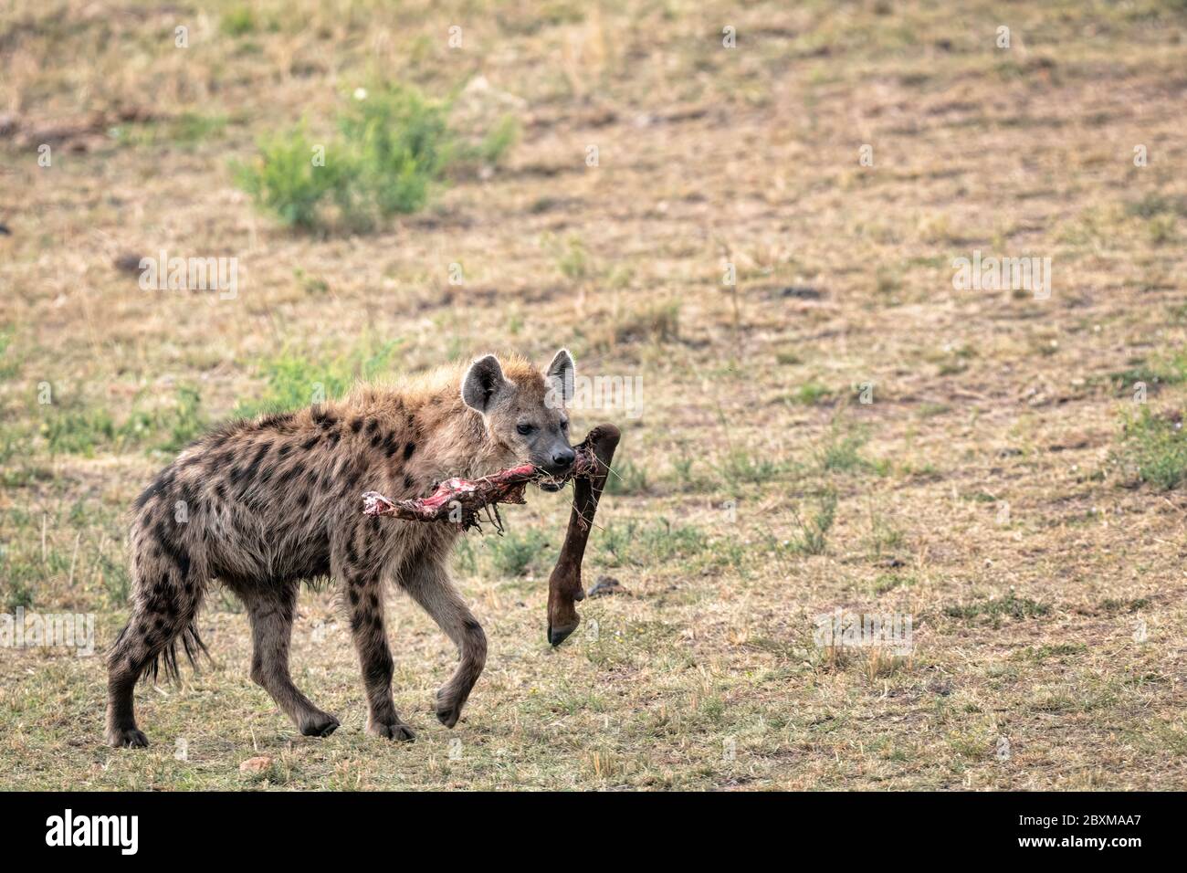 Hyäne, die über die Savanne mit einem Beinknochen im Mund geht. Aufnahme in der Masai Mara, Kenia. Stockfoto