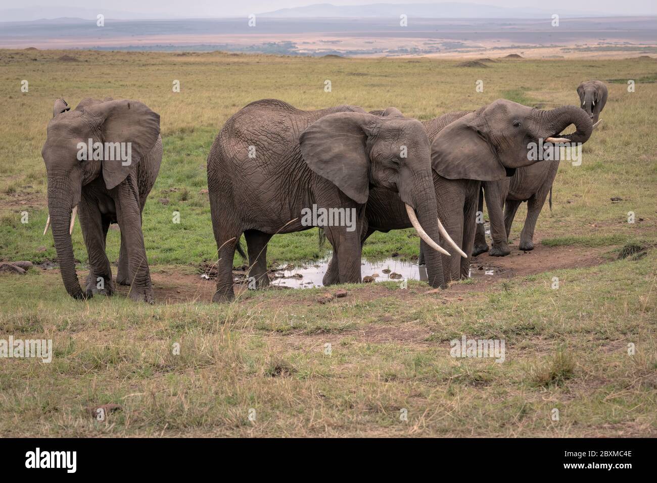 Kleine Herde von Elefanten um eine Wasserquelle versammelt Trinkwasser. Aufnahme in der Maasai Mara, Kenia. Stockfoto
