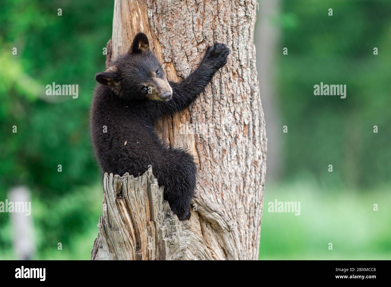 Der junge amerikanische Schwarzbär klettert auf den Baum Stockfoto