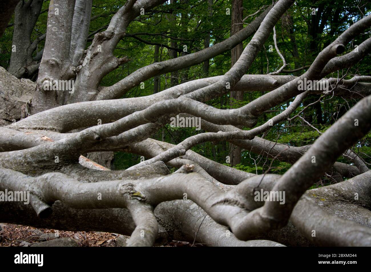 Altehrwürdige Buchenwälder auf dem GR 10 in den Pyrenäen Stockfoto