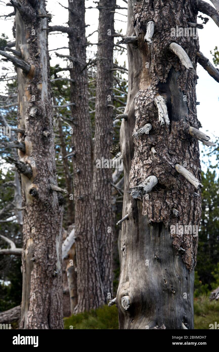 Eindrück aus dem Naturschutzgebiet Cortalets, klassiert als Grand Site de France, am Fuss des Mont Canigou Stockfoto