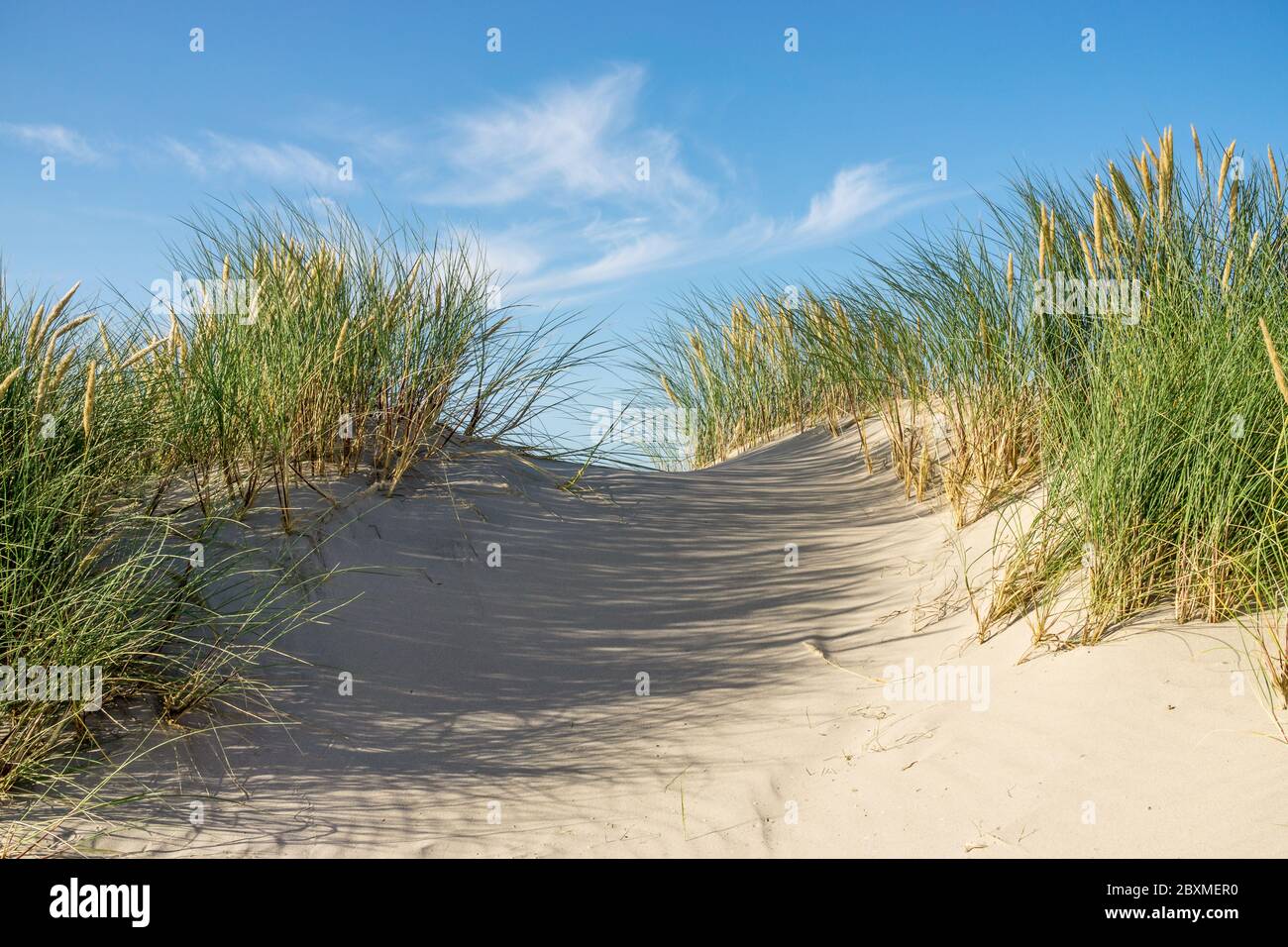 Strand mit Sanddünen und Marram Gras mit blauem Himmel und Wolken. Skagen Nordstrand, Dänemark. Skagerrak, Kattegat. Stockfoto