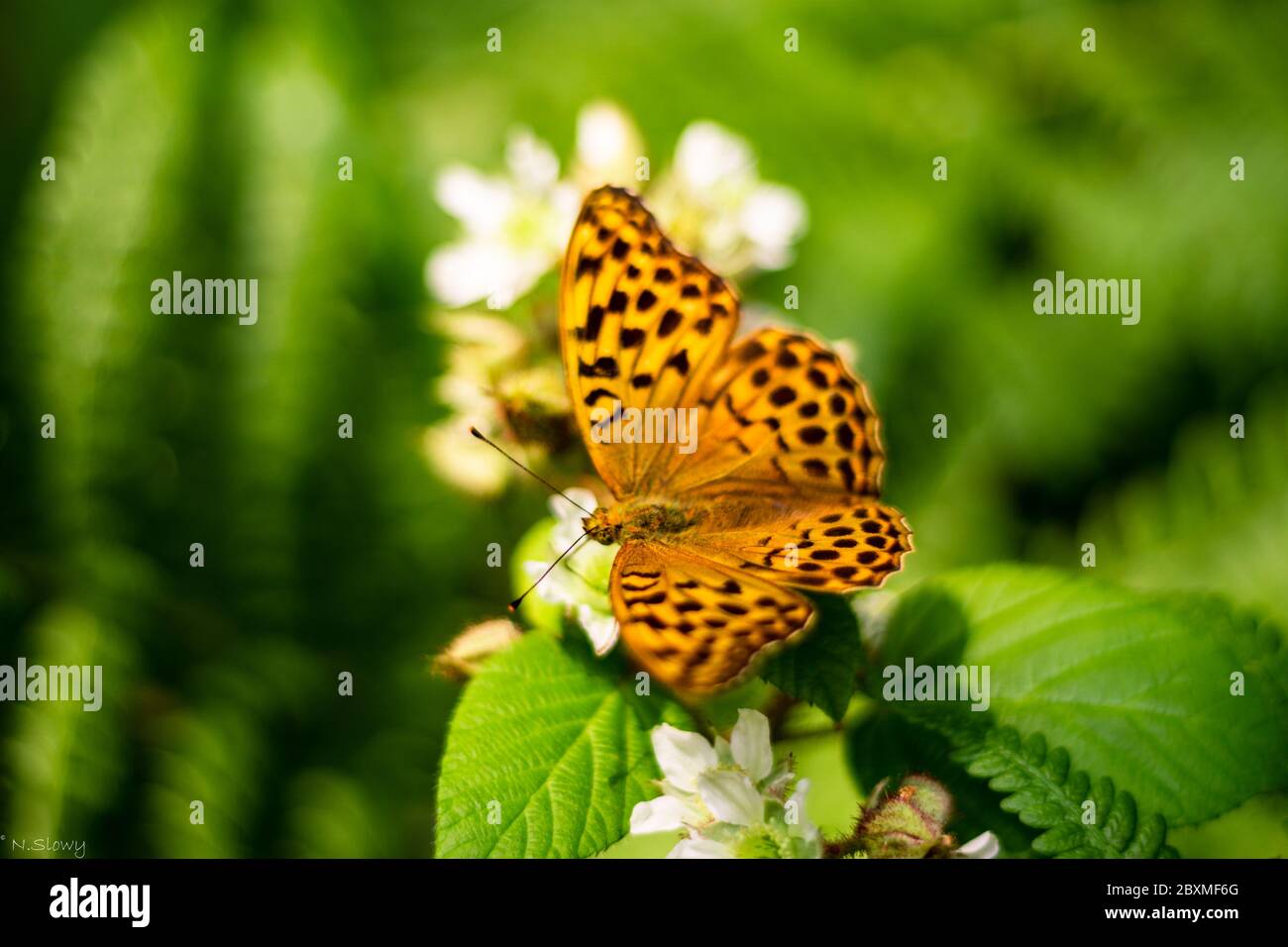 Schmetterling auf einer Blume Stockfoto