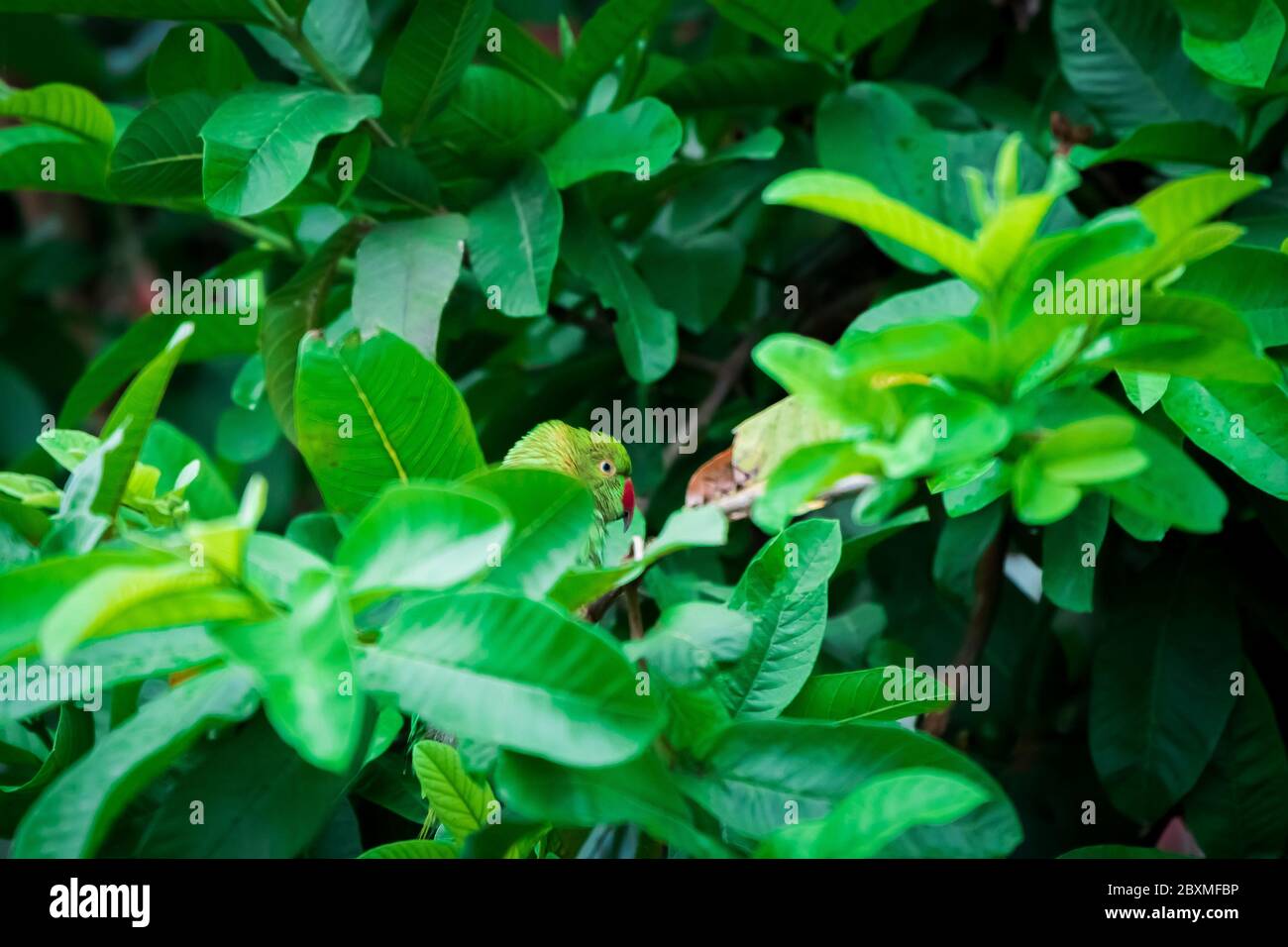 Weibliche Rosenberingsittich, die durch die Zweige auf EINEN Baum zupeppt. Weibliche Papageien haben keinen unverwechselbaren Ring um ihren Hals. Stockfoto