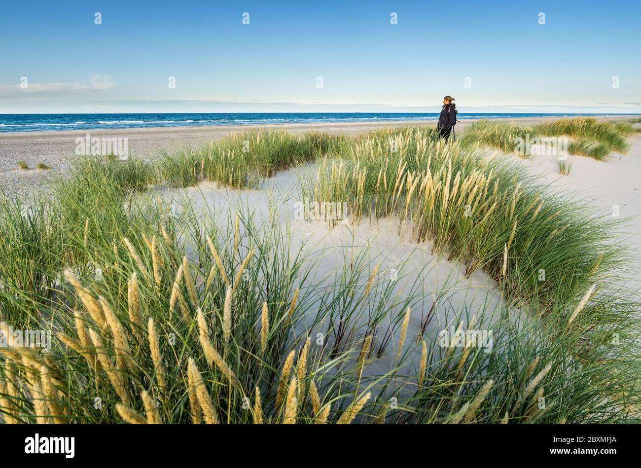 Junge Frau, die in Küstensanddünengras am Strand der Nordsee in sanftem Sonnenaufgang beim Sonnenuntergang wandert. Skagen Nordstrand, Dänemark. Skagerrak, Kattegat. Stockfoto