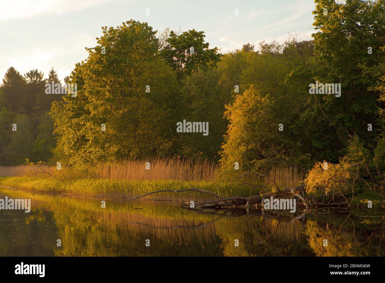 Landschaft mit gefallenen Baum und Gras in der Nähe des Flusses. Estnische Natur auf dem Fluss namens Pirita. Oranger Sonnenuntergang über dem Fluss Stockfoto