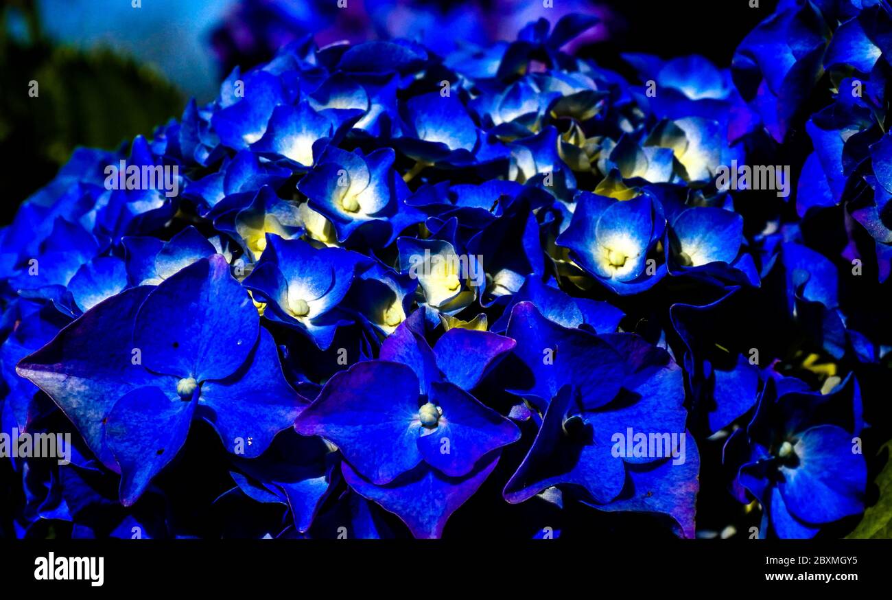 Zarte blaue Blütenblätter der Blüte einer Hortensien (Makrofoto) Asturien/Spanien Stockfoto