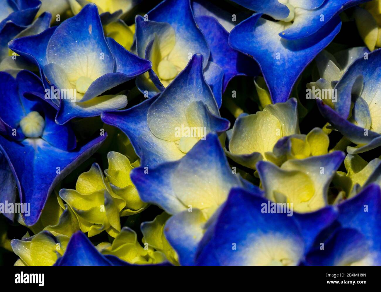 Zarte blaue Blütenblätter der Blüte einer Hortensien (Makrofoto) Asturien/Spanien Stockfoto