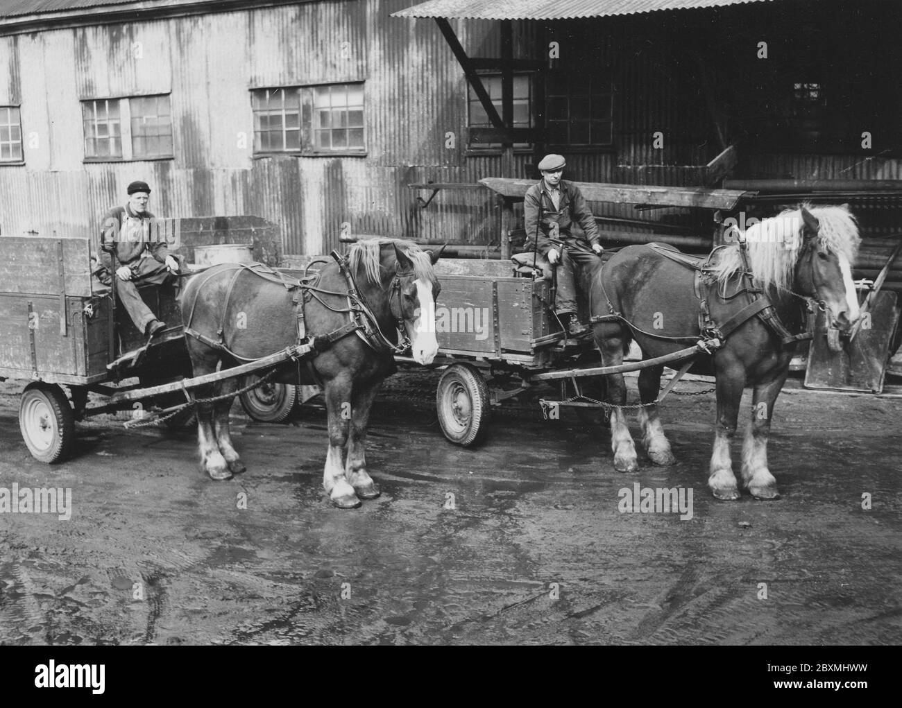 In den 1950er Jahren. Zwei Liefermänner mit ihren Pferden. Zu dieser Zeit begannen Lastwagen und Autos, Transporte zugunsten der Pferdekutschen zu übernehmen. Laut der Bildunterschrift sind diese beiden Pferde die letzten beiden der ursprünglichen 100 Pferde, die von der Firma verwendet wurden. Schweden 1954 Stockfoto